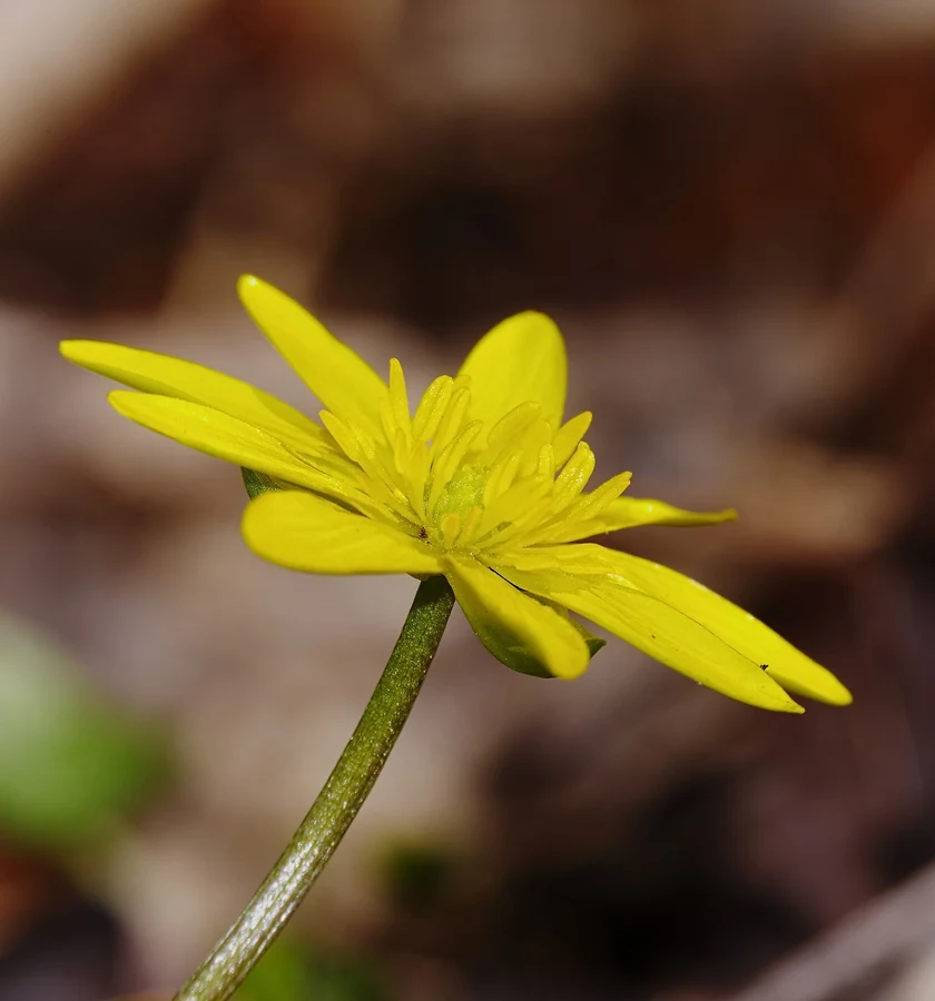 Fleur de ficaire à nombreux pétales jaunes étroits photographiée de profil