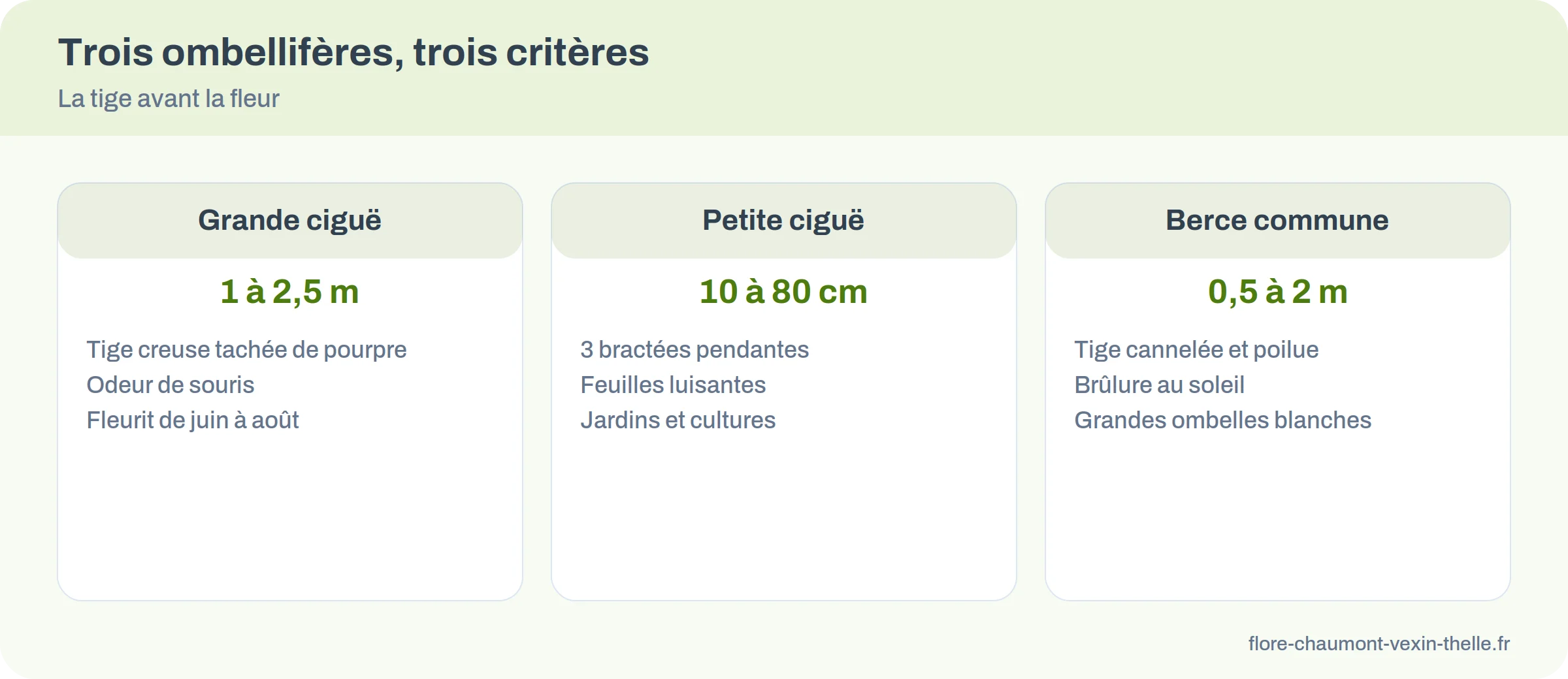 Comparatif des trois critères qui distinguent la grande ciguë, la petite ciguë et la berce commune