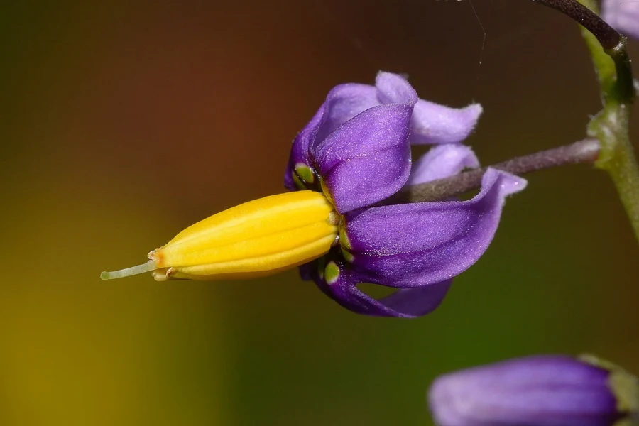 Fleur de douce-amère vue de profil : pétales violets repliés et cône d'étamines jaunes