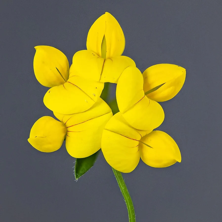 Inflorescence jaune d'un lotier corniculé, Lotus corniculatus