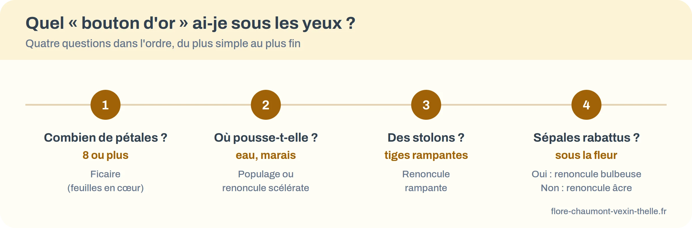 Frise en quatre questions pour distinguer ficaire, populage, renoncule rampante, bulbeuse et âcre