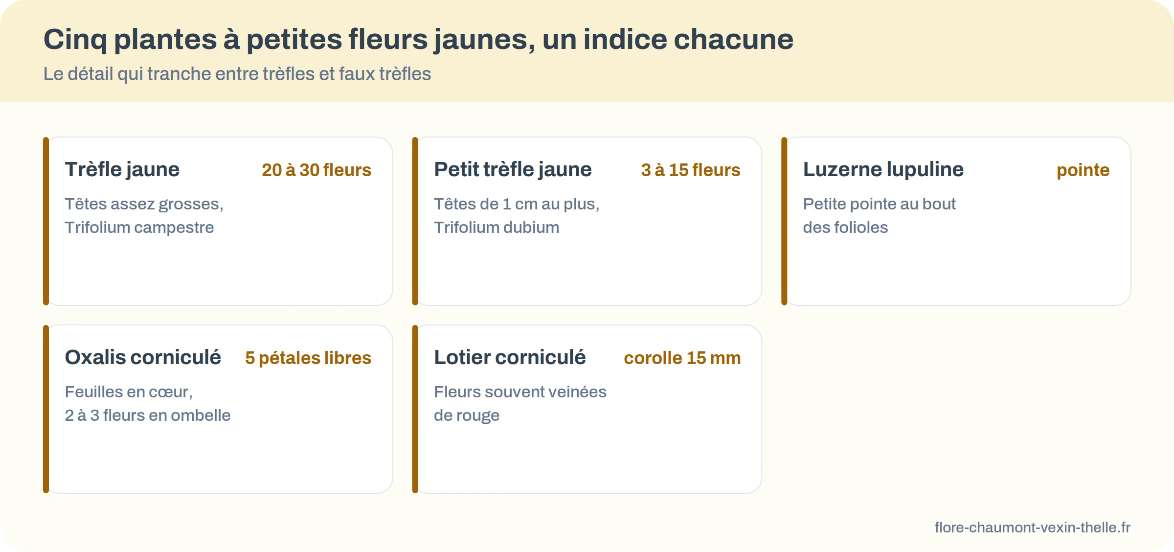 Cinq plantes à petites fleurs jaunes avec l'indice qui les distingue
